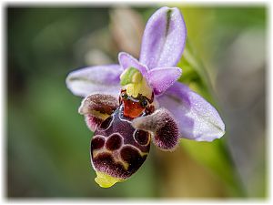 Ophrys cornutula