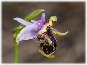 Ophrys cornutula