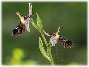 Ophrys cretica beloniae