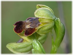 Ophrys fusca