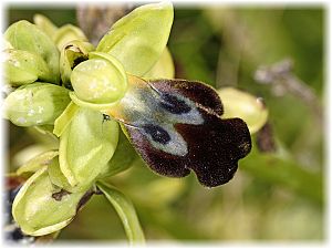 Ophrys fusca