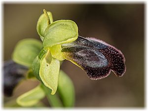 Ophrys fusca
