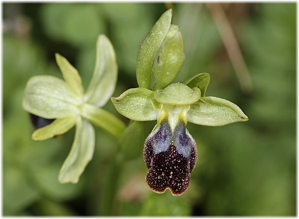 Ophrys fusca