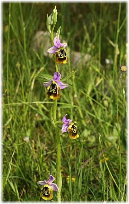 Ophrys holoserica