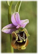 Ophrys holoserica