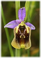 Ophrys holoserica