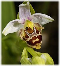 Ophrys holoserica