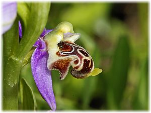 Ophrys holoserica