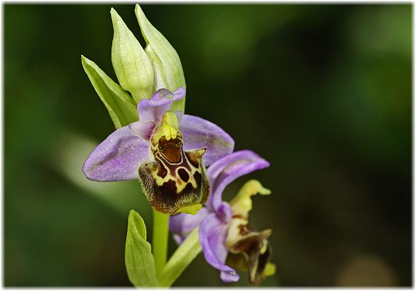 Ophrys holoserica