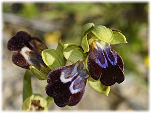 Ophrys iricolor