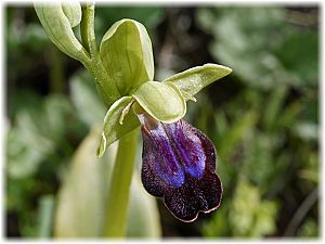 Ophrys iricolor