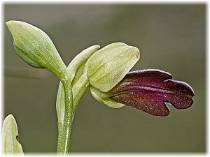 Ophrys iricolor