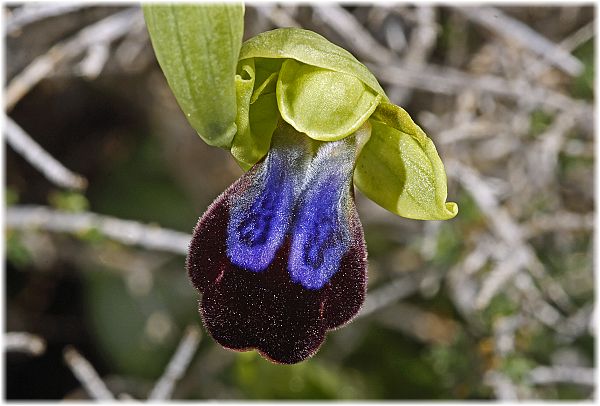 Ophrys iricolor