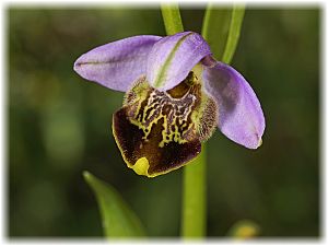Ophrys isauraXkreutzii