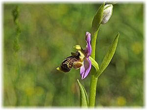 Ophrys isauraXkreutzii