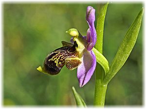 Ophrys isauraXkreutzii