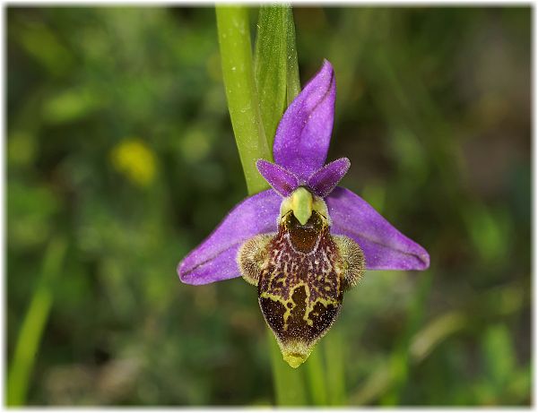 Ophrys isauraXkreutzii