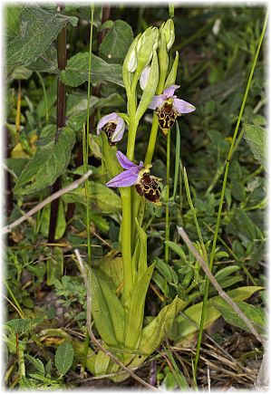 Ophrys kreutzii