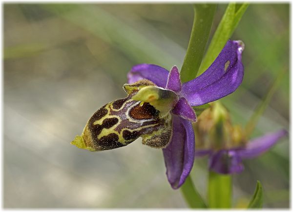 Ophrys kreutzii