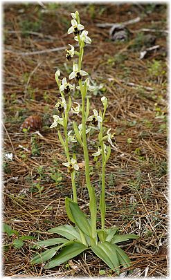 Ophrys levantina