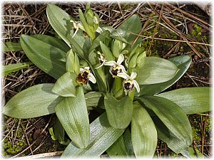 Ophrys levantina