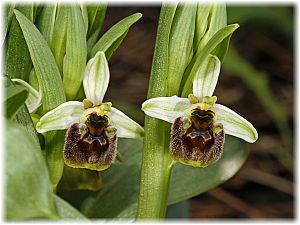 Ophrys levantina