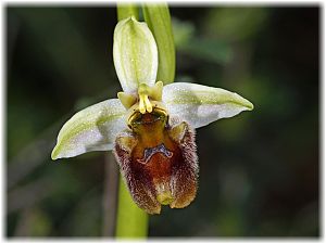Ophrys levantina