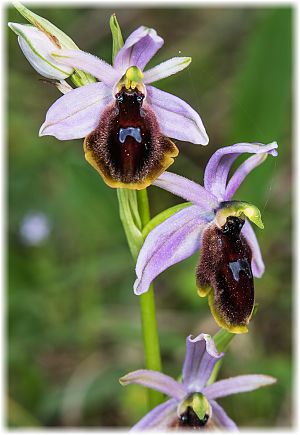 Ophrys lunulata