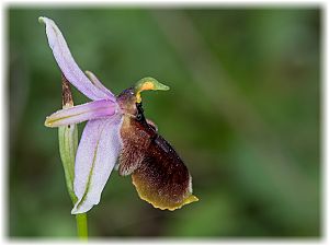 Ophrys lunulata