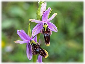 Ophrys lunulata