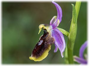 Ophrys lunulata