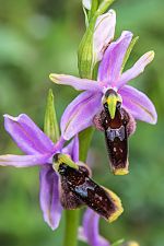 Ophrys lunulata