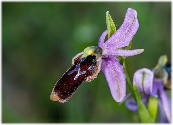 Ophrys lunulata
