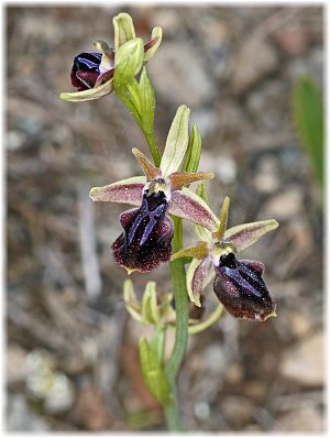 Ophrys mammosa