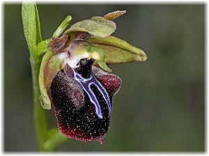 Ophrys mammosa