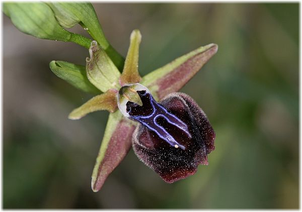 Ophrys mammosa