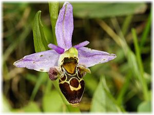 Ophrys oestrifera