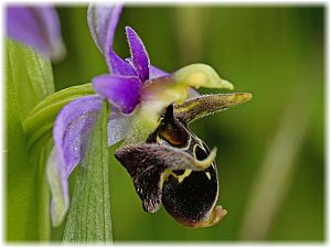 Ophrys oestrifera
