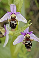 Ophrys oestrifera