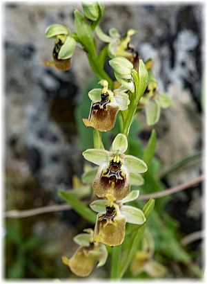 Ophrys oxyrrhynchos