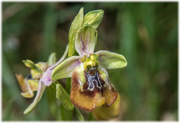 Ophrys oxyrrhynchos