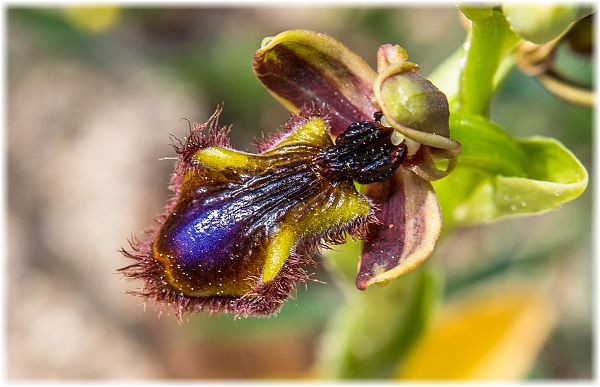 Ophrys regis-ferdinandii X speculum