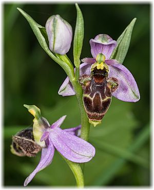 Ophrys scolopax