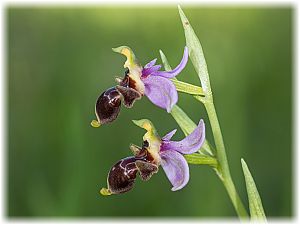 Ophrys scolopax