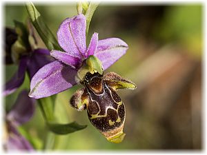 Ophrys scolopax