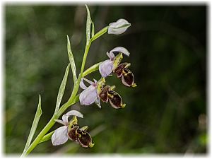 Ophrys scolopax