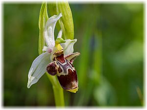 Ophrys scolopax