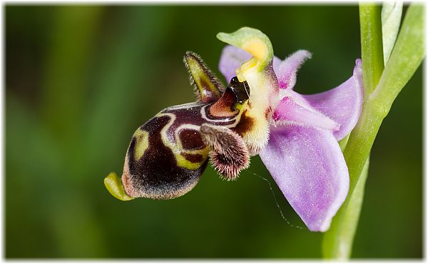 Ophrys scolopax