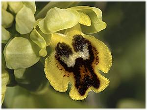 Ophrys sicula