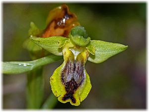 Ophrys sicula